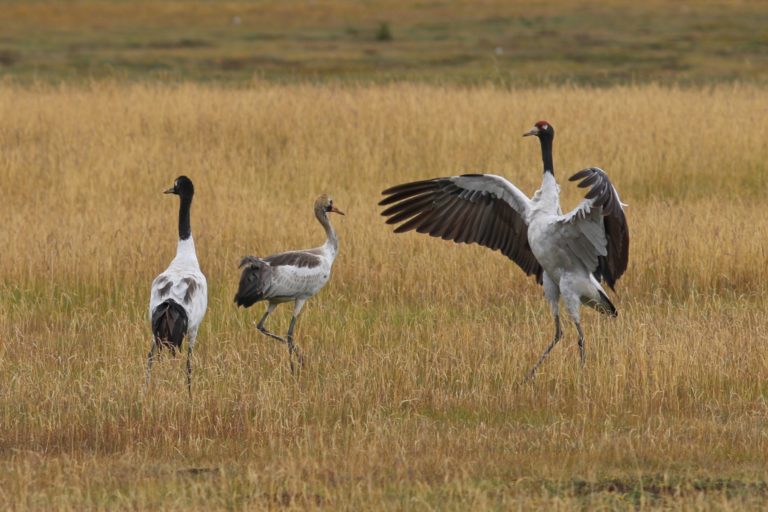 Summer Wong China Bird Tours