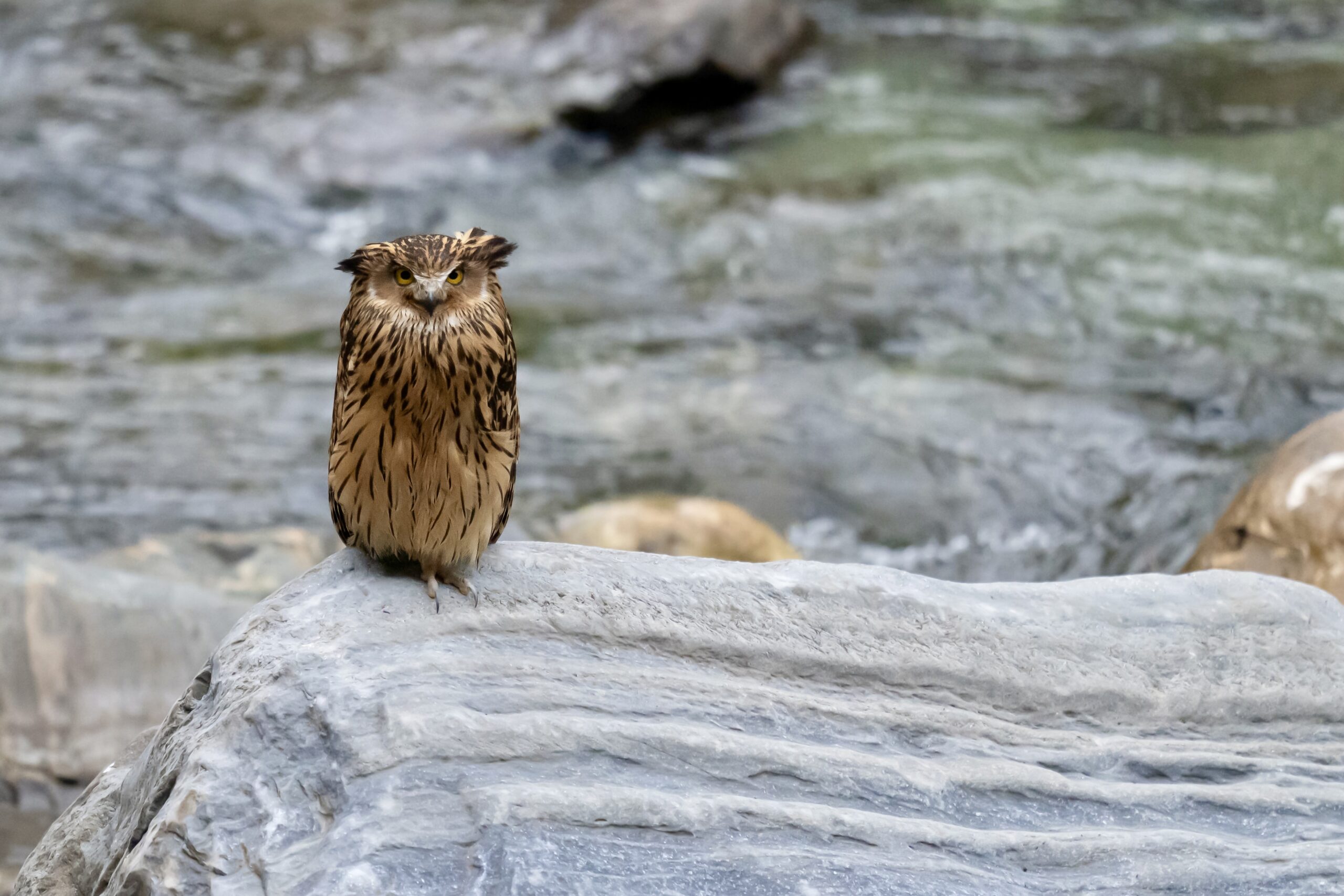 Summer Wong China Bird Tours