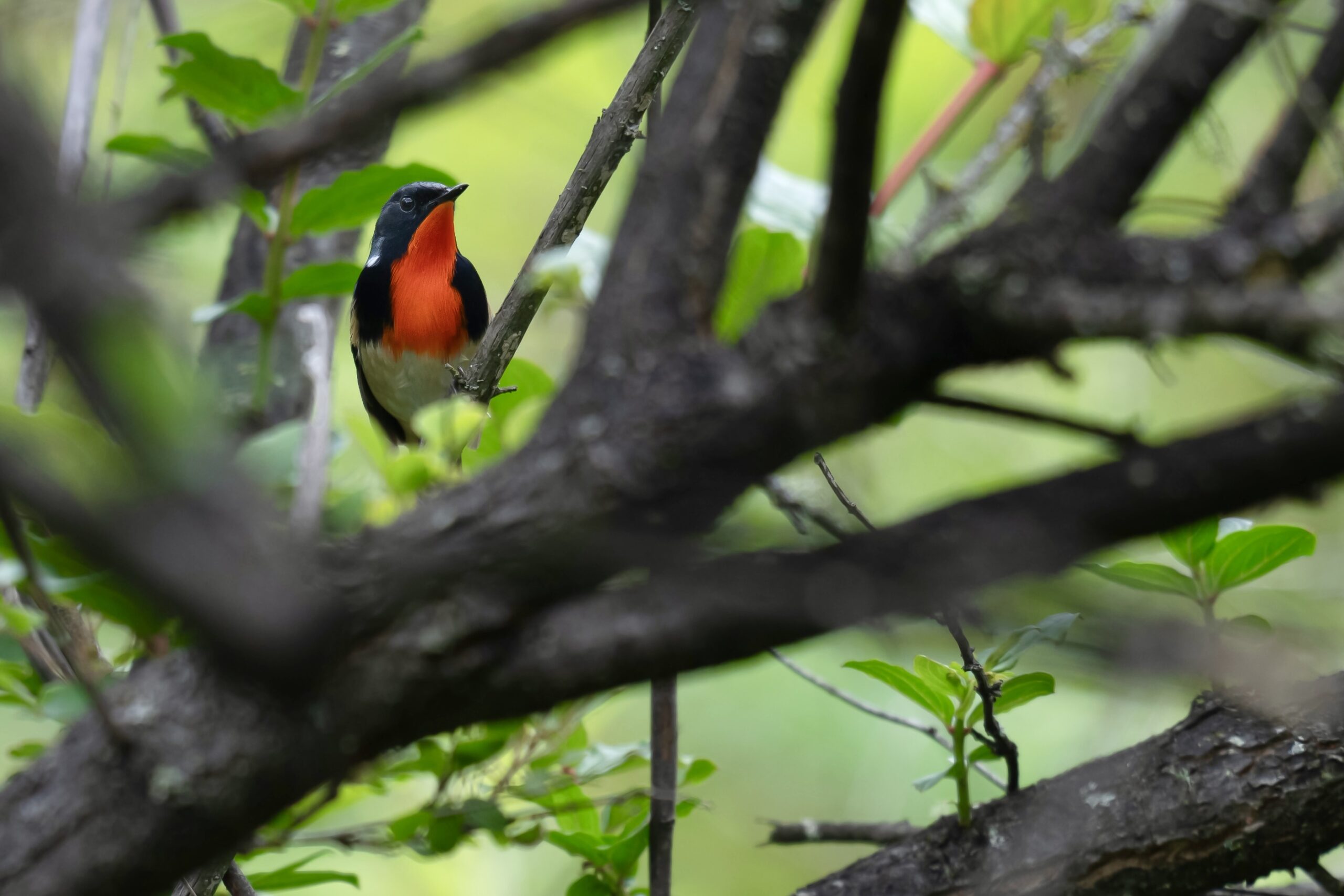 Summer Wong China Bird Tours